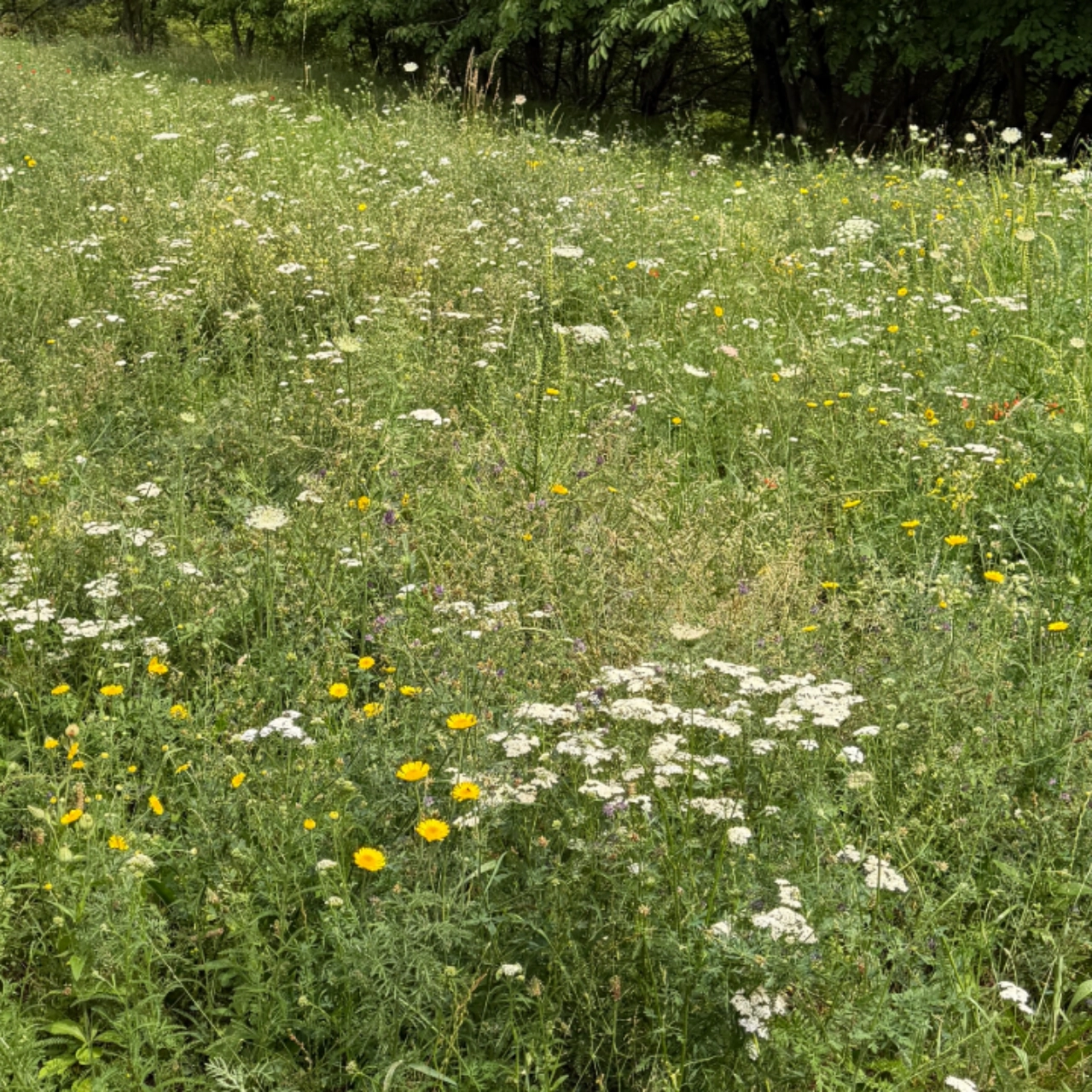 Insektenwiese am Musäusring in Jena Lobeda (Juli 2026)
