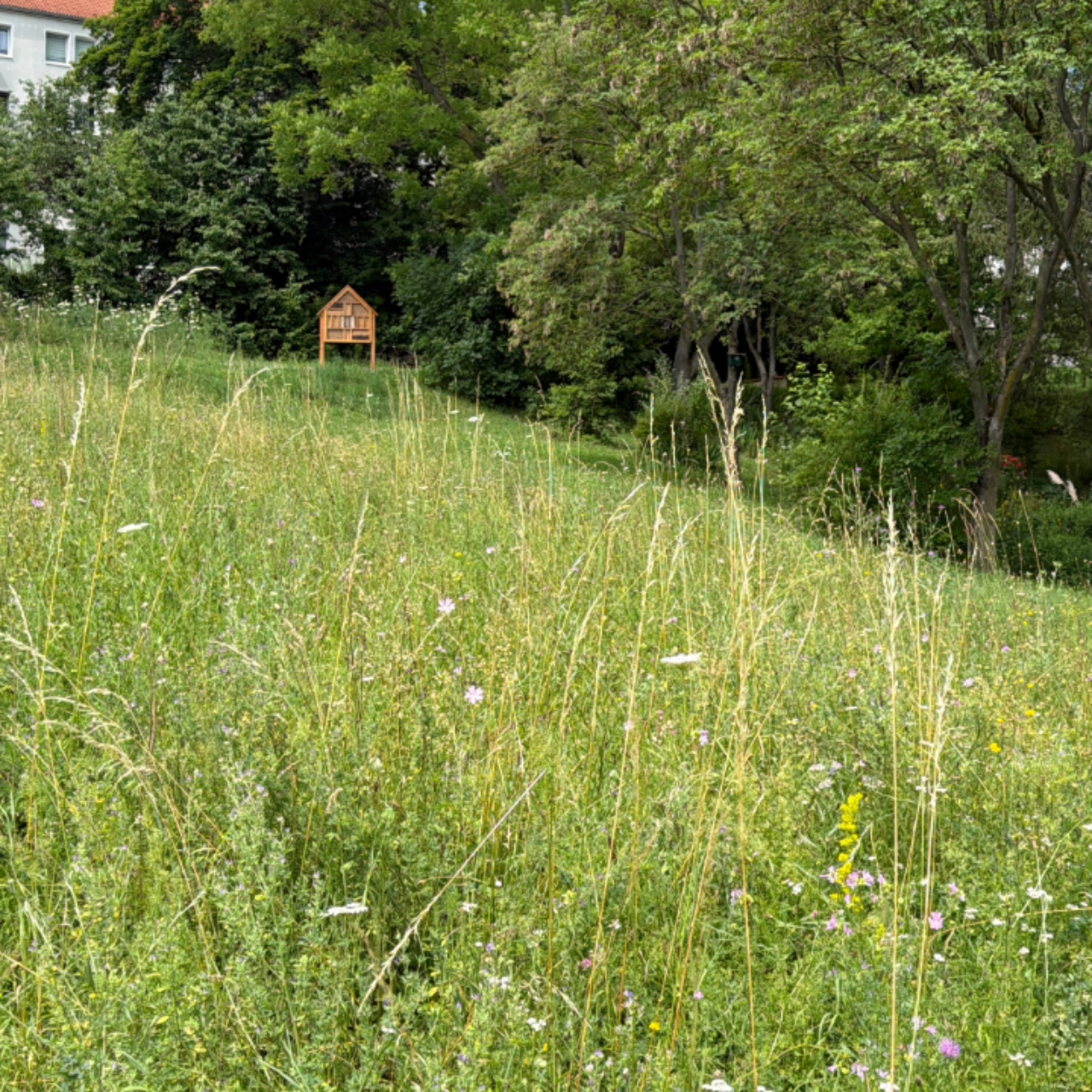 Insektenwiese in der Gotthard-Neumann-Straße in Jena Nord (April 2026)