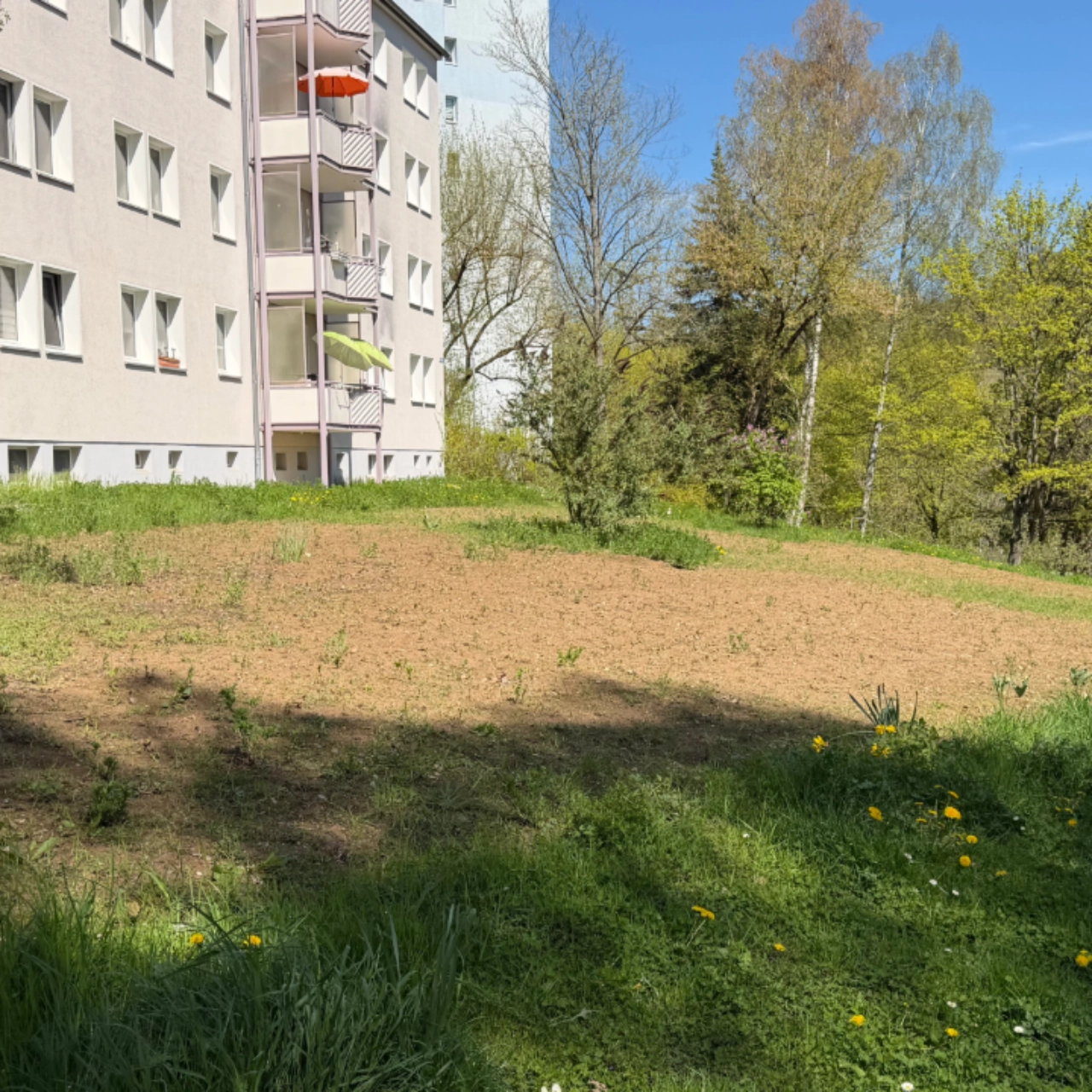 Insektenwiese in der Ottogerd-Mühlmann-Straße in Jena Nord (März 2026)