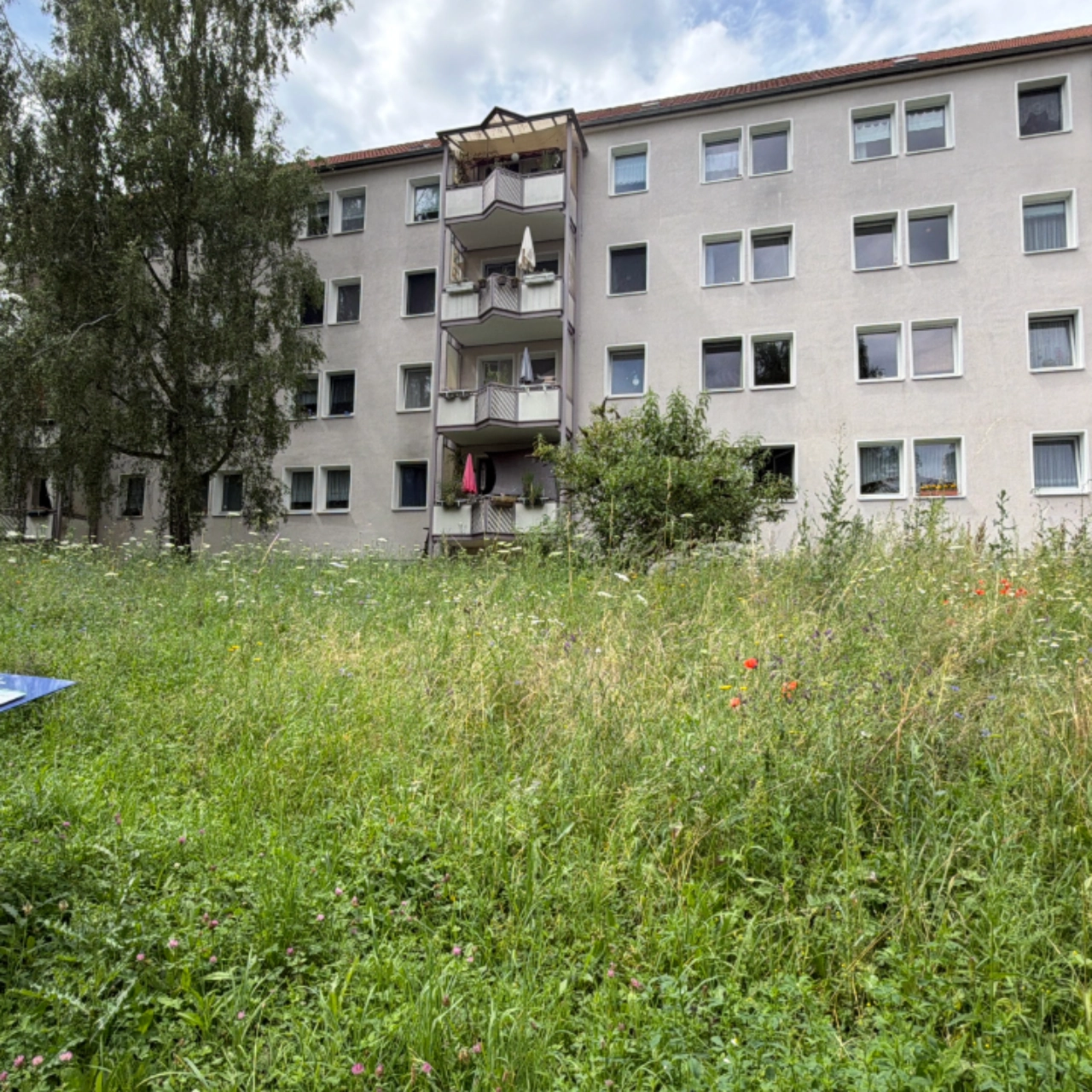 Insektenwiese in der Ottogerd-Mühlmann-Straße in Jena Nord, Juli 2026