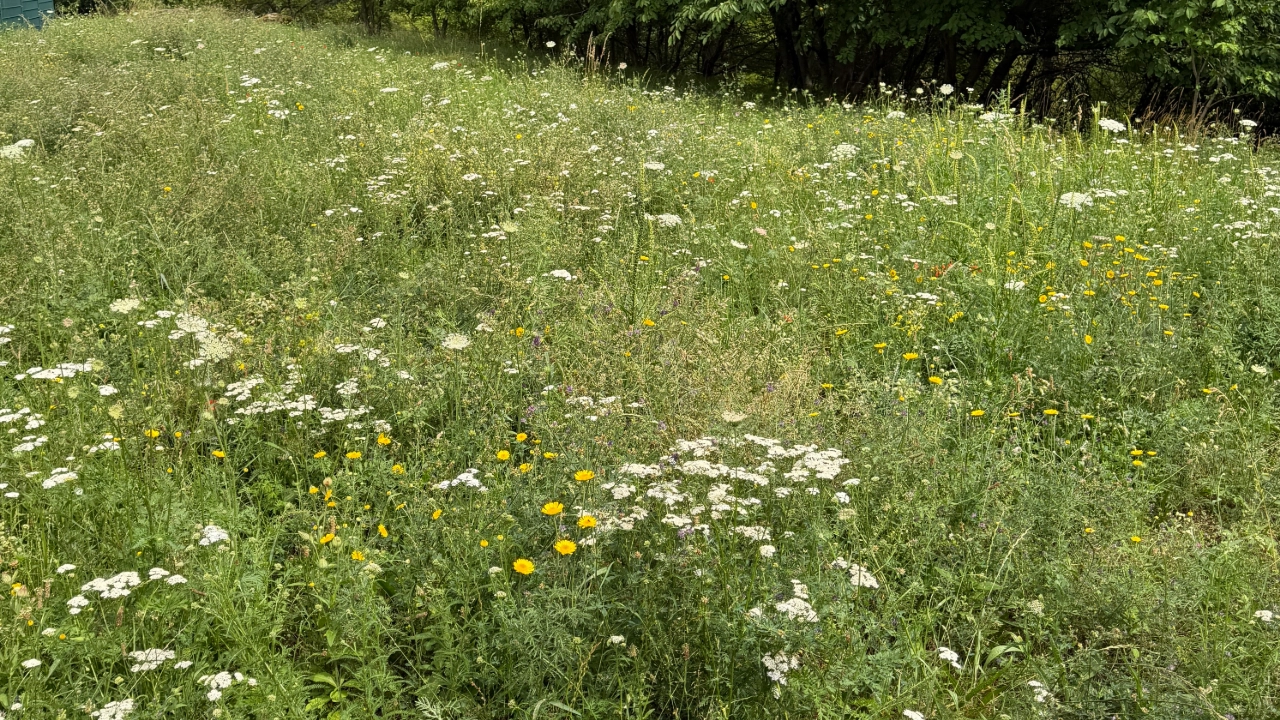 Insektenwiese am Musäusring in Jena Lobeda (Juli 2026)