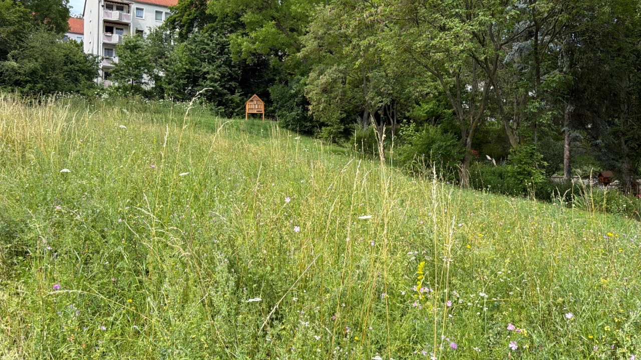 Insektenwiese in der Gotthard-Neumann-Straße in Jena Nord (April 2026)