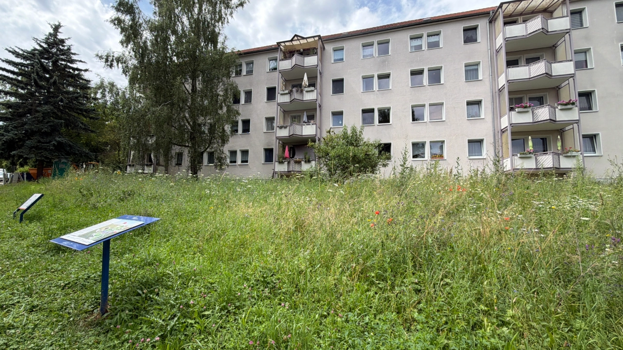Insektenwiese in der Ottogerd-Mühlmann-Straße in Jena Nord, Juli 2026