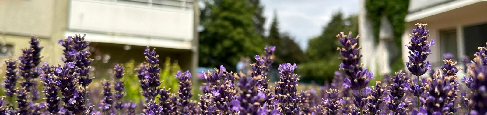 Am Lindenpark Blumen