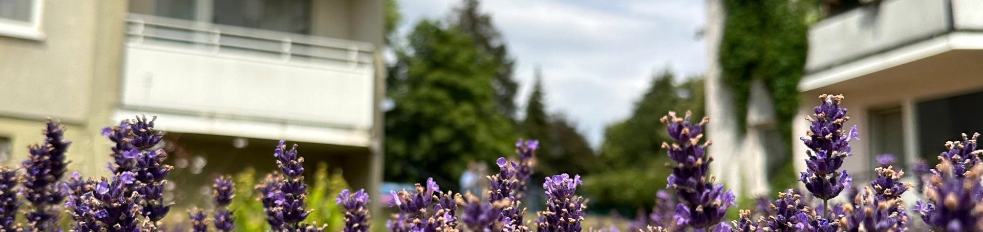 Am Lindenpark Blumen